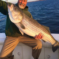 Large striped bass caught fishing in Port Monmouth Road NJ waters