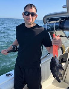 Sea bass caught while fishing in NJ