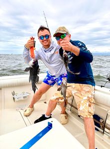 Two sea bass caught on a fishing trip at Port Monmouth Road
