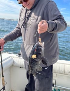 Sea Bass caught on fishing trip at Port Monmouth Road