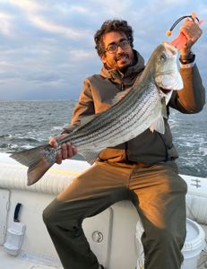 Striped bass fish caught in NJ