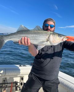 Striped bass caught on fishing trip at Port Monmouth Road