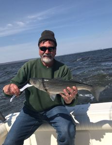 Striped bass caught while fishing in NJ