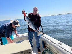 Striped bass caught on a fishing trip at Port Monmouth Road