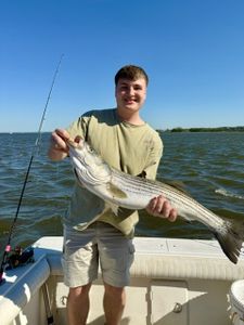 Striped bass fishing catch displayed on boat in Port Monmouth Road NJ waters