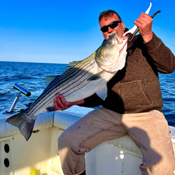 Large striped bass caught while fishing in Port Monmouth Road NJ waters