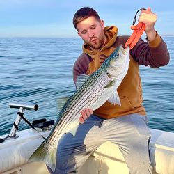 Striped bass caught on fishing trip at Port Monmouth Road