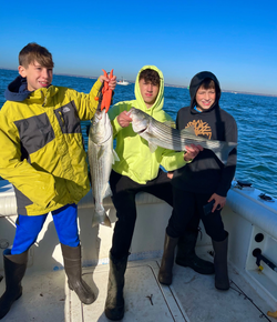 Fresh caught striped bass displayed on fishing boat deck in Port Monmouth Road NJ waters
