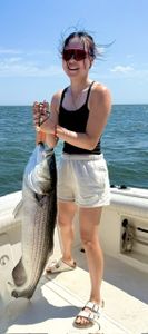Striped bass catch displayed on fishing boat in Port Monmouth Road NJ waters