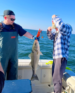 Striped bass caught during fishing trip in Port Monmouth Road NJ waters