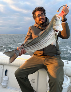 Striped bass catch displayed on fishing boat in Port Monmouth Road NJ waters