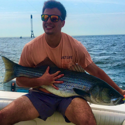 Large striped bass caught while fishing in Port Monmouth Road NJ waters