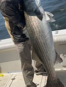 Striped bass caught at Port Monmouth Road