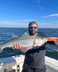 A striped bass measuring 24 inches caught while fishing on Port Monmouth Road