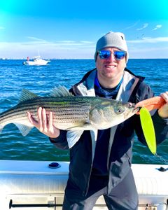 Striped bass caught on fishing trip at Port Monmouth Road