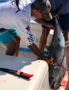 Yellowfin tuna caught while fishing in NJ