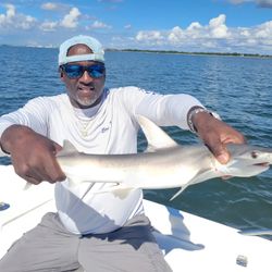 A single dusky smooth-hound fish caught while fishing in Tampa.