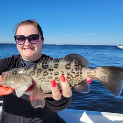 A gag grouper fish caught by a person in Tampa, Florida while fishing