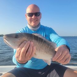 Grey Snapper caught while fishing in Tampa