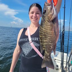 Grey Snapper fish caught while fishing in Tampa