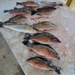 10 spotted weakfish and grey snapper fish in Tampa, Florida