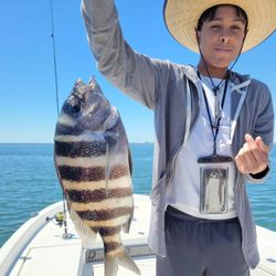 Sheepshead fish caught while fishing in FL
