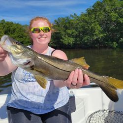Snook fish caught in Tampa, Florida while fishing