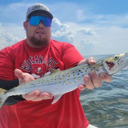 Spanish mackerel caught while fishing in Tampa