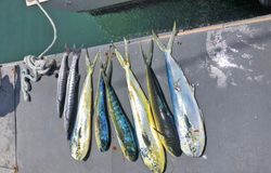 Three fish caught during a fishing trip in Puerto Plata