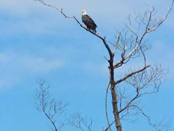 Amazing Wildlife in Cape Coral 