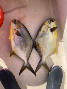 The joy of a perfect catch in Punta Gorda