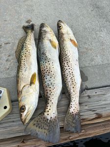 3 spotted weakfish in Florida waters