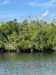 Perfect fishing habitat in Charlotte Harbor's pristine mangrove waters.