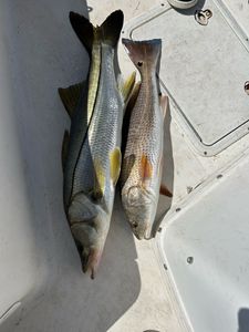 Two snook and redfish caught while fishing in FL