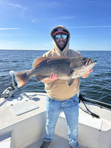 Charlotte Harbor gag grouper caught on light tackle!