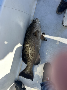 Beautiful gag grouper landed in Charlotte Harbor!