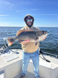 Charlotte Harbor gag grouper caught on light tackle!