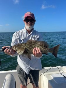 Gag grouper caught while fishing in Punta Gorda FL waters