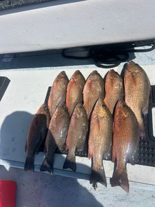 Ten grey snapper caught fishing in Punta Gorda FL displayed on boat deck