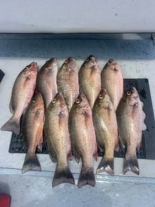 Ten grey snapper fish laid out on boat deck after successful fishing trip in Punta Gorda FL