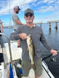 Snook, a 51-inch fish caught while fishing in Punta Gorda