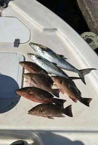 Five grey snapper and cero mackerel fish caught while fishing in Punta Gorda