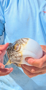 Pufferfish being held after catch in Punta Gorda FL fishing