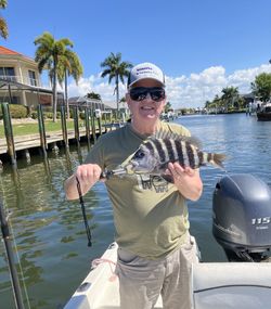 Freshly caught sheepshead fish displayed on fishing boat in Punta Gorda FL waterway