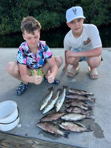 Fresh caught grey snapper and speckled trout laid out on dock in Punta Gorda FL