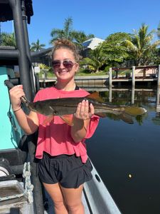 Snook fishing catch in Punta Gorda FL from boat