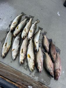 Fresh caught speckled trout and grey snapper laid out on boat deck in Punta Gorda FL
