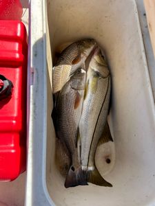 Three redfish caught in Punta Gorda