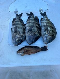 Four sheepshead fish caught in Punta Gorda