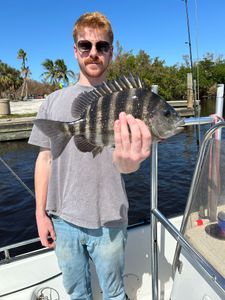 Sheepshead fish caught while fishing in FL
